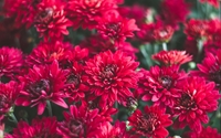 Picture for category Flowers