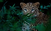 Picture for category Animal Print
