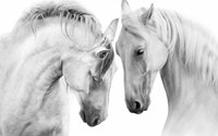 Picture for category Horses