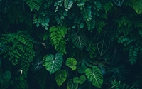 Picture for category Leaves & Feathers